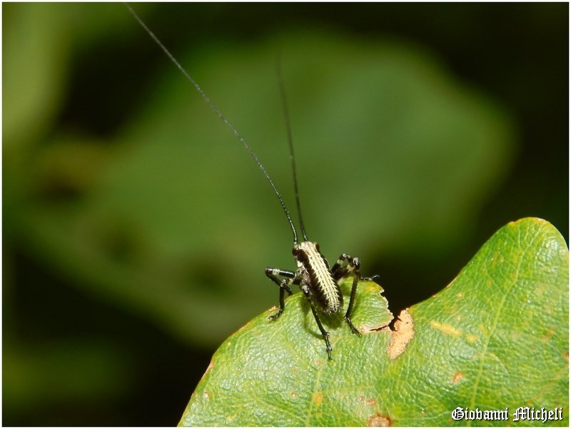 Giovanissimo Tettigoniidae